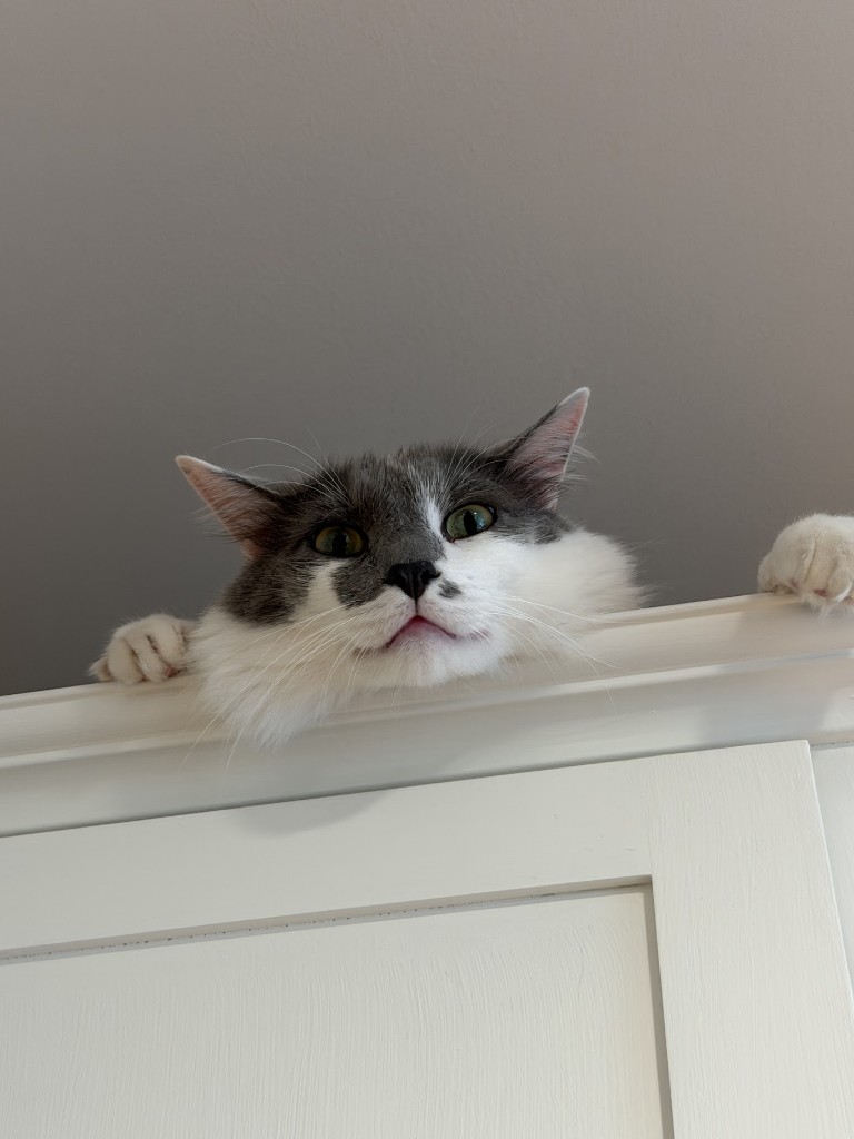 Finn the cat peeking over the door, Chapel Hill, NC