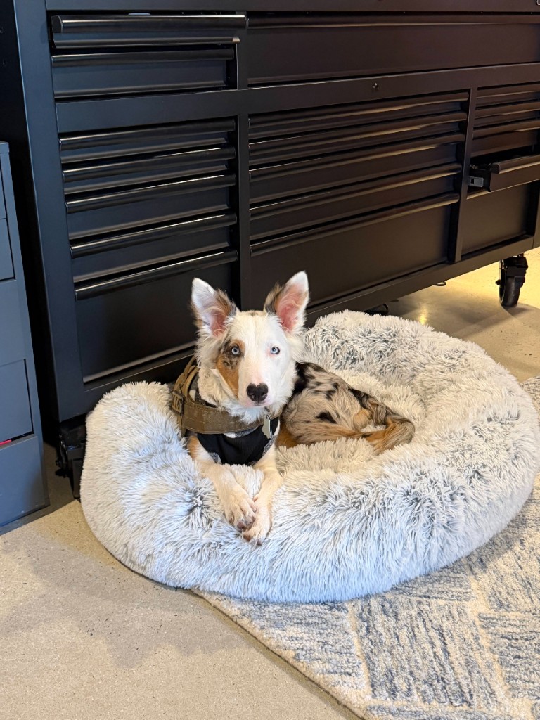 Ghost the border collie in his bed, Chapel Hill, NC