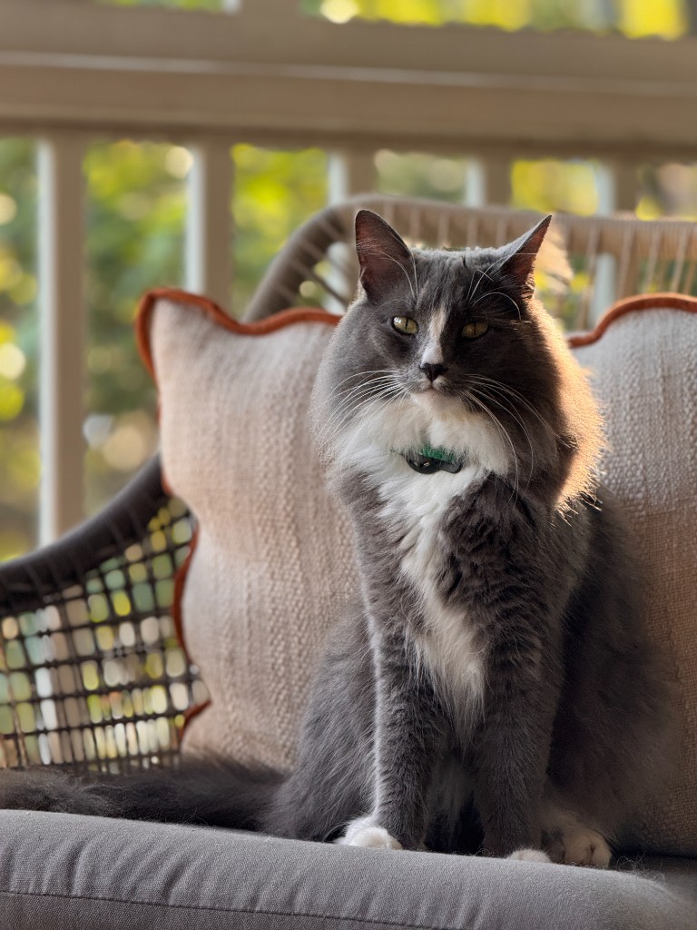 Momo the cat on the porch, Chapel Hill, NC